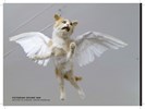 Crap Taxidermy